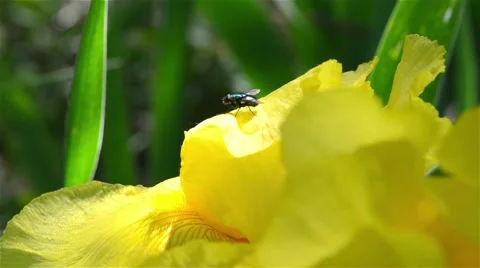 Fly standing on a yellow flower 動画素材 45714282
