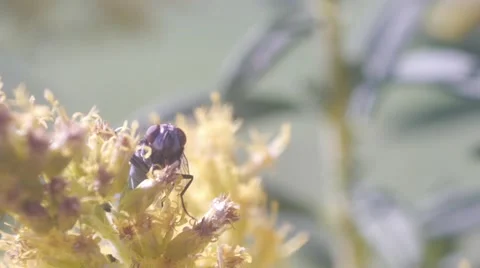 Fly Staring Stock Footage 41796112
