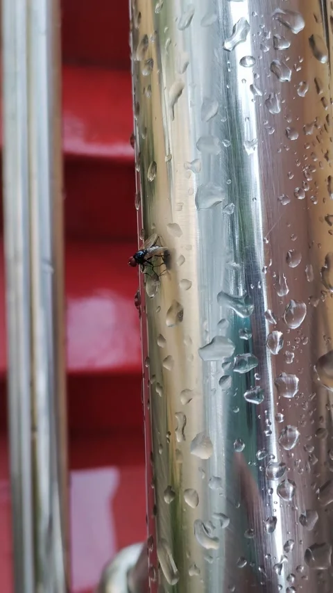 Fly on the steel rod Stock Footage 219664914