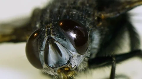 Fly On Sticky Paper Head Closeup Stock Footage 4810091