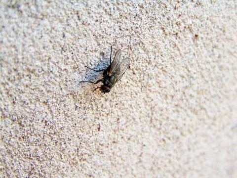 Fly on a stone wall Stockfoto's