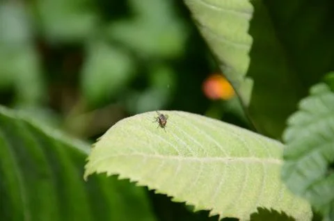 A Fly Stopped on a Leaf Stock Photos