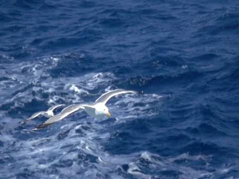 Fly Storks Stock Footage 77686148