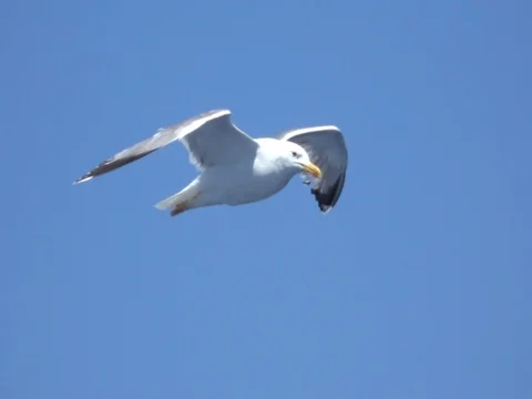 Fly Storks Stock Footage 77686575