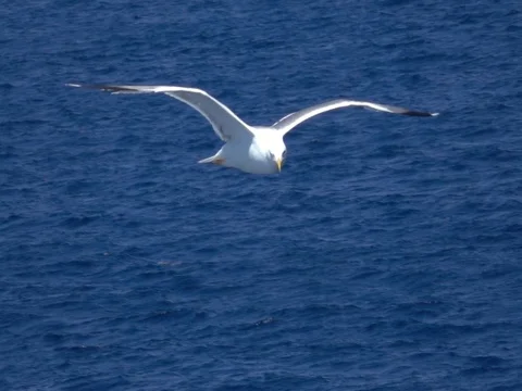 Fly Storks  up the sea Stock Footage 77685415
