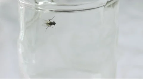 Fly stuck in alcohol residue inside bottle helplessly attempting to free itself Stock Footage 58325076