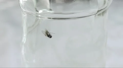 Fly stuck in alcohol residue inside bottle helplessly attempting to free itself Stock Footage 58330791