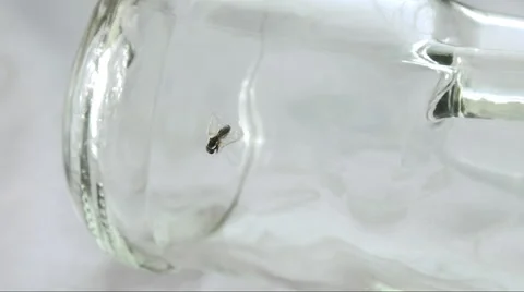 Fly stuck in alcohol residue inside bottle helplessly attempting to free itself Stock Footage 58333053