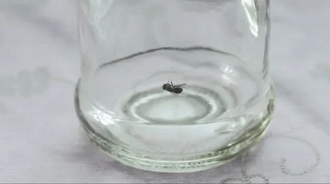 Fly stuck in alcohol residue inside bottle helplessly attempting to free itself Video stock 58360235