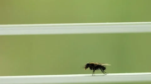 Fly stuck between windowpanes Stock Footage 138694356