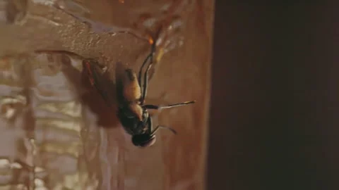 Fly stuck to fly traps Stock Footage 252065826