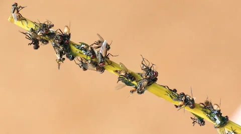 Fly Stuck On Sticky Trap Stock Footage 51662109