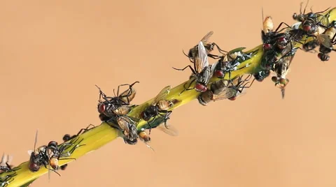 Fly Stuck On Sticky Trap (zoom out) Stock Footage 51662798