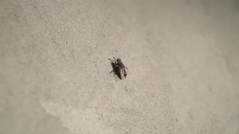 A fly stuck to the wall Stock Footage 242819125