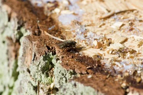 Fly on a stump Stock Photos