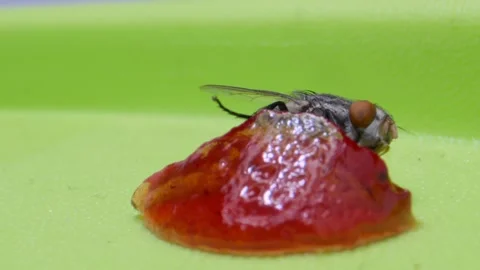 Fly sucking jam micro lens closeup view Stock Footage 277387592