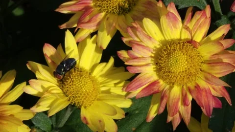 Fly is sucking pollen on the flower 스톡 동영상 274470513