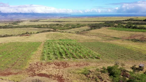 Fly Up To Sugar Cane Field Ocean in Background Stock Footage 130874505