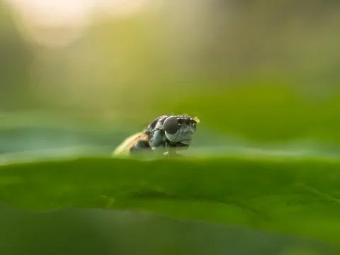 A Fly sun bathing on leaf greenery background Stock Photos