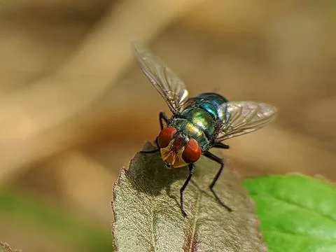 Fly sunbathing Stock Photos