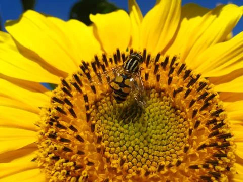 Fly on the sunflower Stock Photos