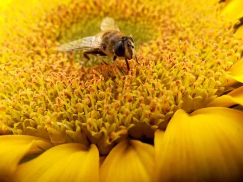 Fly In Sunflower Stock Photos