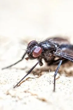 Fly Super Macro Stock Photos