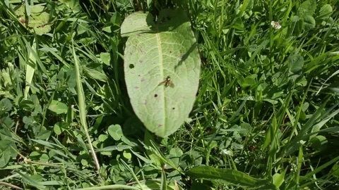 A fly surfing the wind in a leaf Stock Footage 255912069