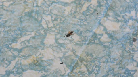 The fly is swimming  in the pool Stock Footage 25915426