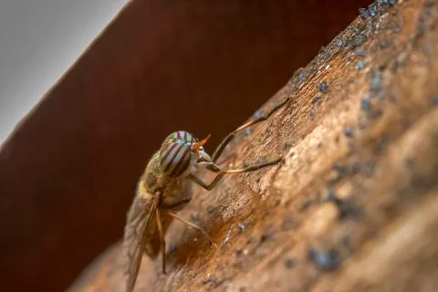 Fly (Tabanus lineola) Stock Photos