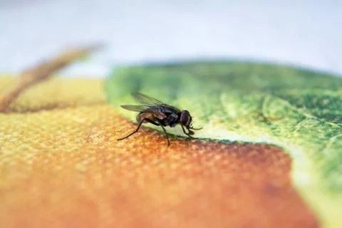 The fly on the table close up Photos
