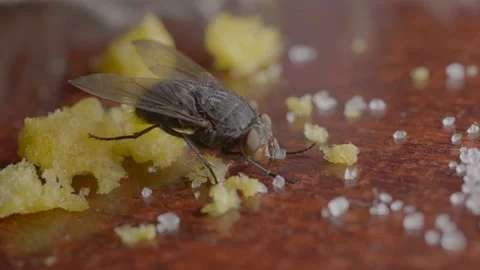 The fly on the table eats sugar Stock Footage 125532874