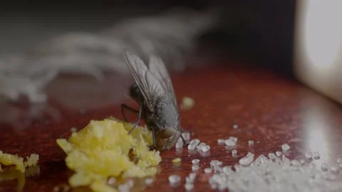 The fly on the table eats sugar Stock Footage 125533303