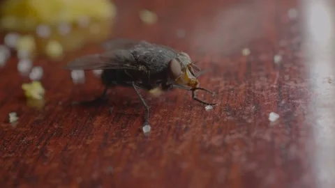 The fly on the table eats sugar Stock Footage 125535516