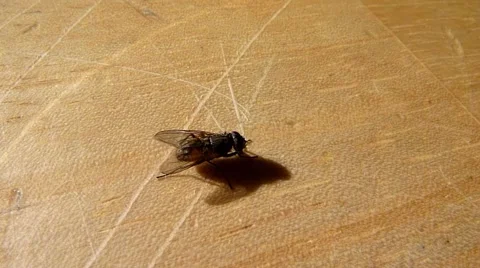 Fly on a Table Stock Footage 880693