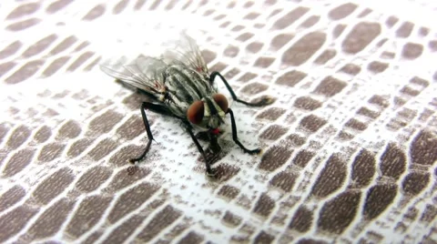 Fly on the table Video stock 57328434