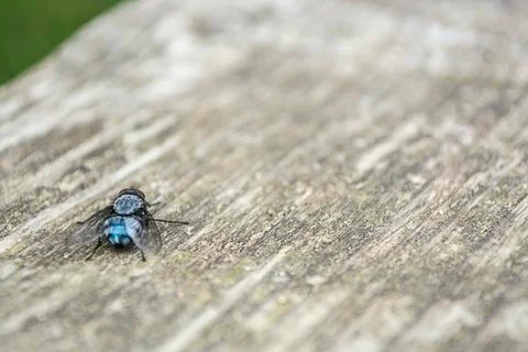 Fly on table Stock Photos