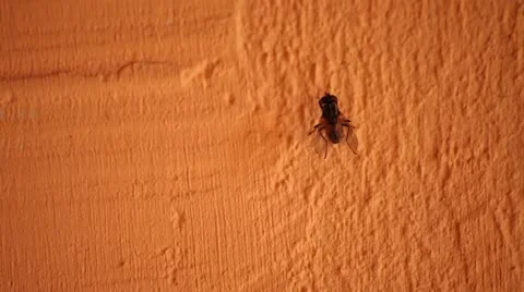 Fly Takes Off Orange Wall Video stock 11865936