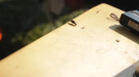 A fly takes off as someone walks up Stock Footage 40204164