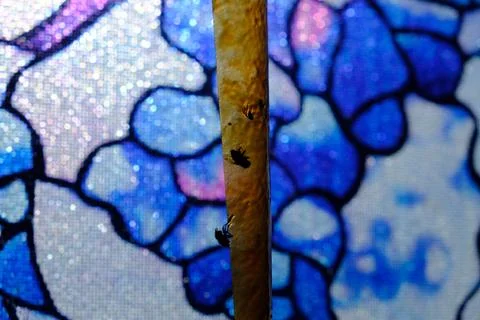 Fly Tape Window Stock Photos