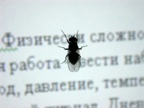 Fly on the text Stock Photos