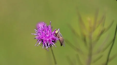 Fly on thistle 24 30 FPS 库存影片 157730368