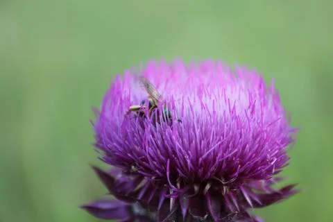 Fly in a Thistle Flower Fotos de archivo