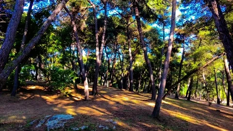Fly throo sunny pine forest Stock Footage 313504025
