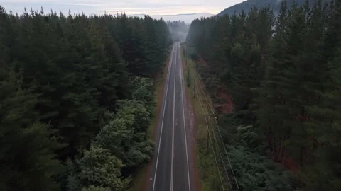 Fly-through above an empty rural highway winding between towering pine trees Stock Footage 344073146