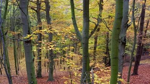 Fly through autumn forest with orange and yellow leaves. Stock Footage 143376237