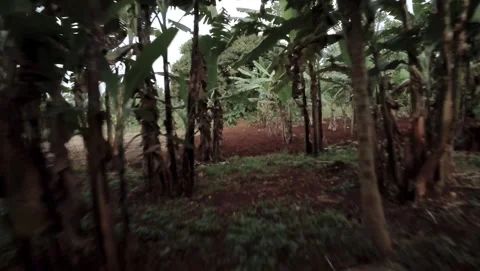 Fly Through Banana Trees in Uganda Stock Footage 329611988