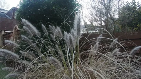 Fly through the beautiful plume plants Vídeos de archivo 194493365