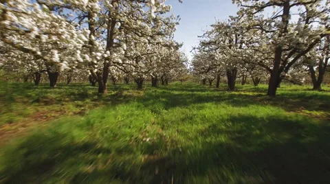 Fly through big pear trees Stock Footage 57063227