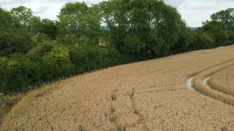 Fly through a corn field Stock Footage 137031555